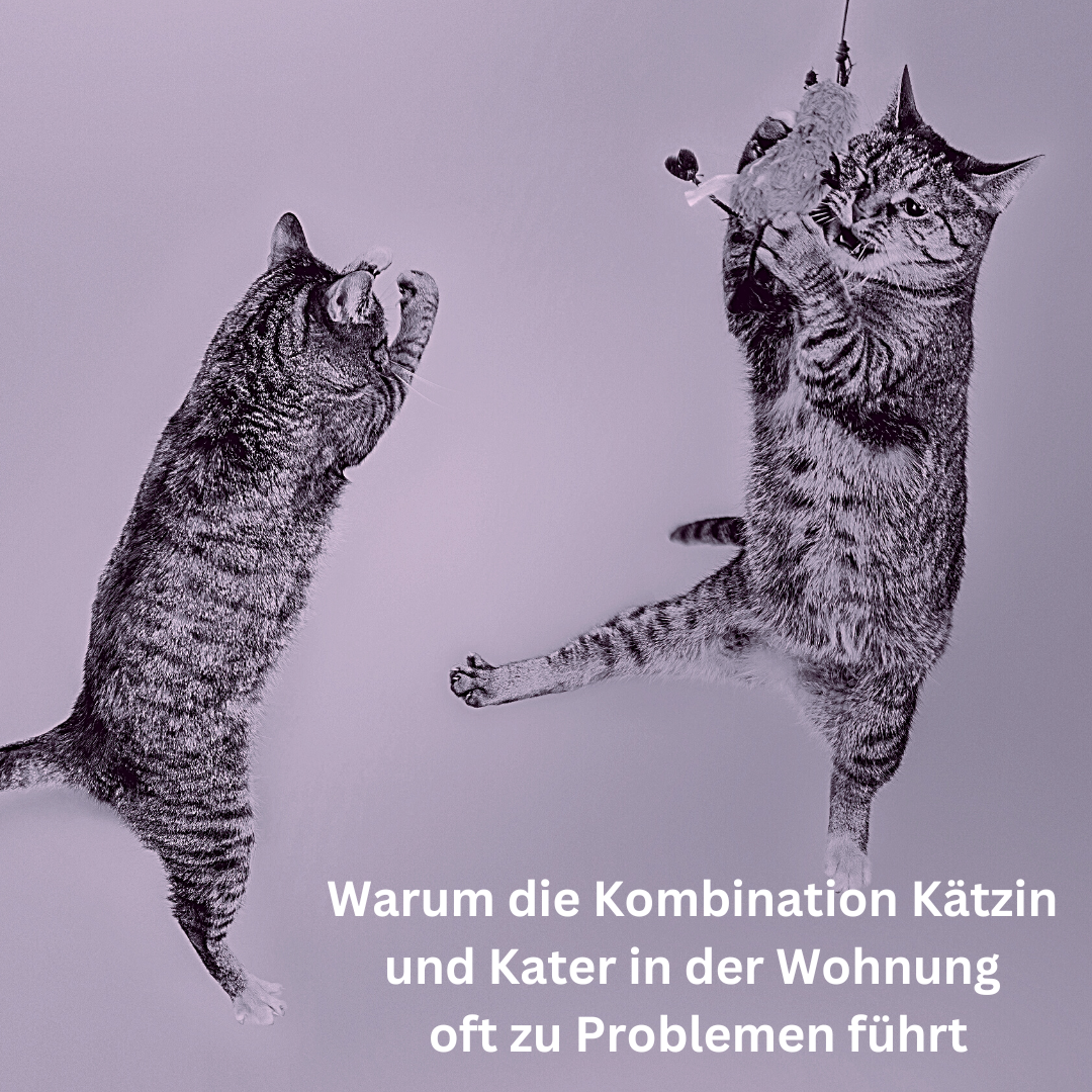 Ktzin und Katzer in der Wohnung.png